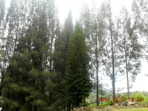 Download this Lau Kawar Mayoritas Dikelilingi Hutan Homogen Cemara picture
